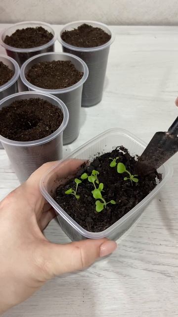 Пикировка петунии. смотреть онлайн