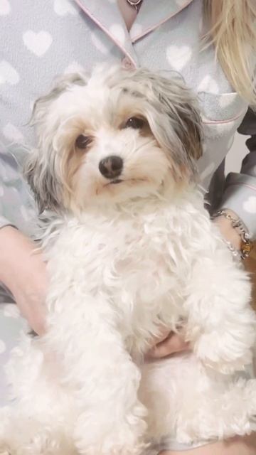 Самая милая собачка 🥰 смотреть онлайн