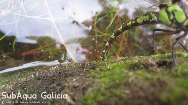 Aeshna cyanea ovopositando смотреть онлайн