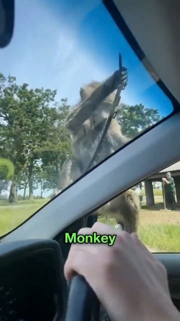 Monnykey And Lion Club смотреть онлайн