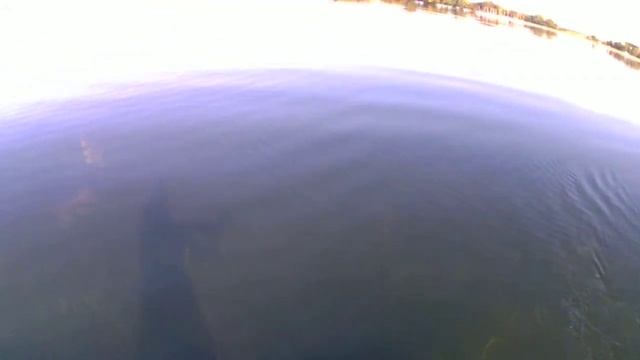 Pelican Lake, MN - 8/6/17 - 34 inch pike on shallow invader смотреть онлайн