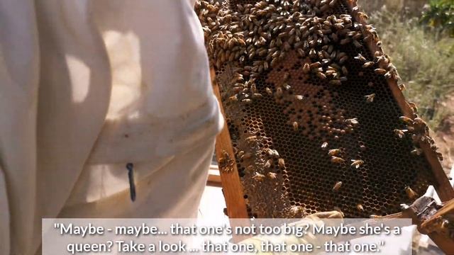 Avacado Apiary - Hive inspection with Beekeeper Miri смотреть онлайн