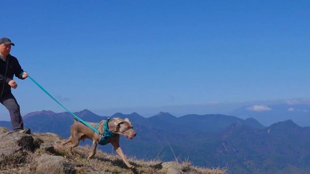 Truelove No Pulll Dog Harness TLH56512 смотреть онлайн