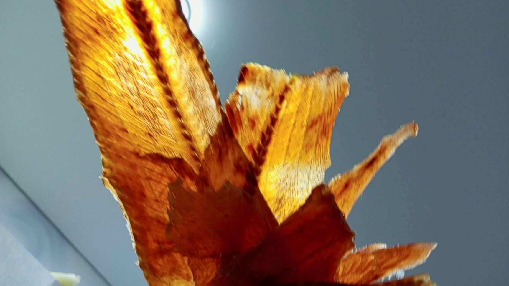 ЧИПСЫ ИЗ РЫБЫ #boosty смотреть онлайн