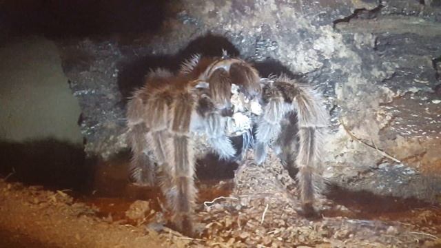 Chilean Rose Hair Tarantula Eating - Grammostola Rosea смотреть онлайн