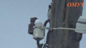 238. ПЯТНИЦА 13 И ДЯТЕЛ ДОЛБИТ...