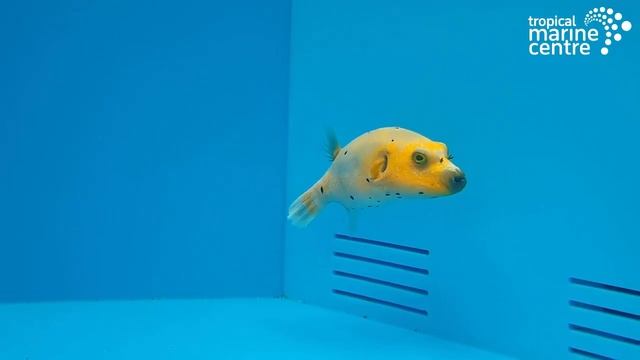 Dogface Puffer - Yellow Belly, Arothron nigropunctatus смотреть онлайн