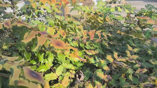 12.01 КРАСНОДАР В СЕРЕДИНЕ ЯНВАРЯ