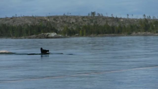 нерпа смотреть онлайн