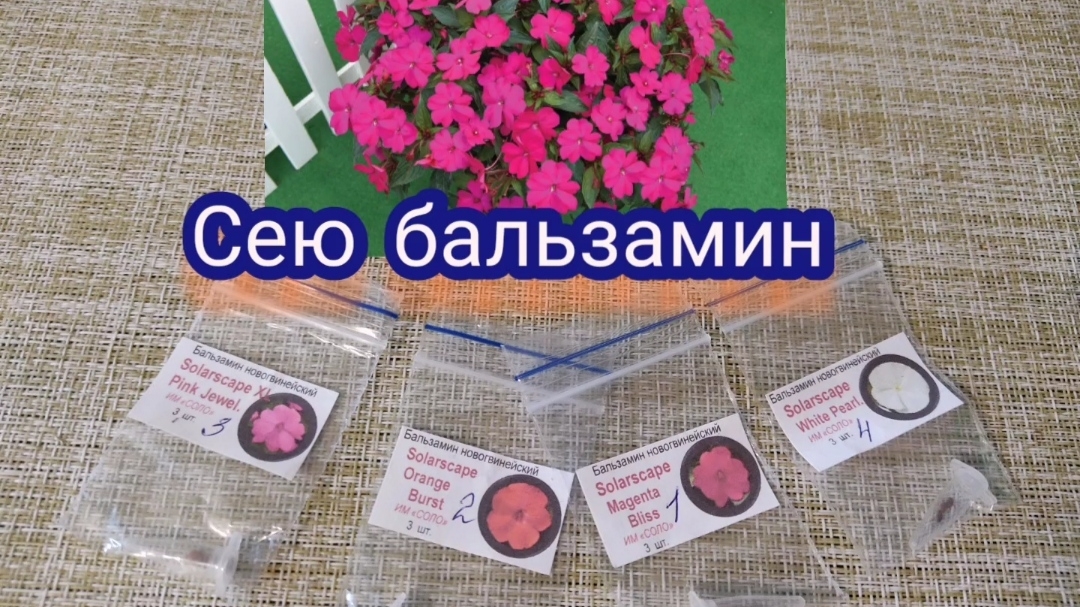 Сею бальзамин новогвинейский. смотреть онлайн
