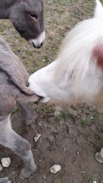Укус за хвост пони и ослик смотреть онлайн