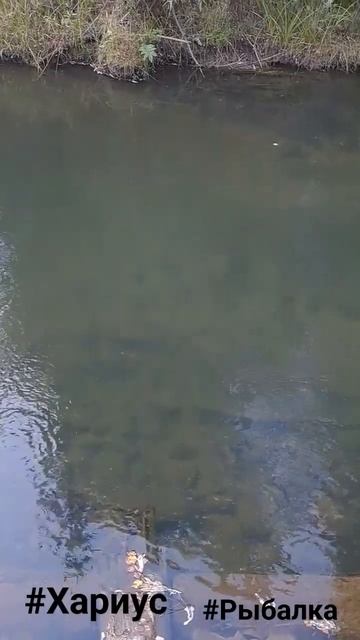 #Хариус #хобби #рыбалка #тайга #природа смотреть онлайн