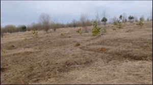 ПОИСК РОГОВ ЛОСЯ ШИКАРНЫЕ НАХОДКИ .РОГОВ КАК ГРЯЗИ 👍