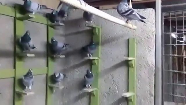 Uno de los mejores colombofilos de Santiago de Cuba el señor Ibrahim Arjona смотреть онлайн