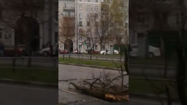 Москва Дерево поперёк дороги смотреть онлайн