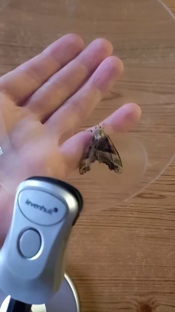 Проснулась посреди зимы