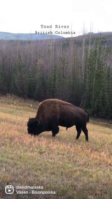 Bison of Northern BC #bison #britishcouncil #alaskahighway смотреть онлайн