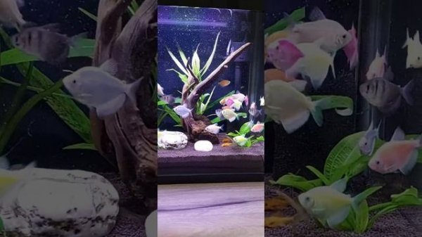 Тернеции 30 литров