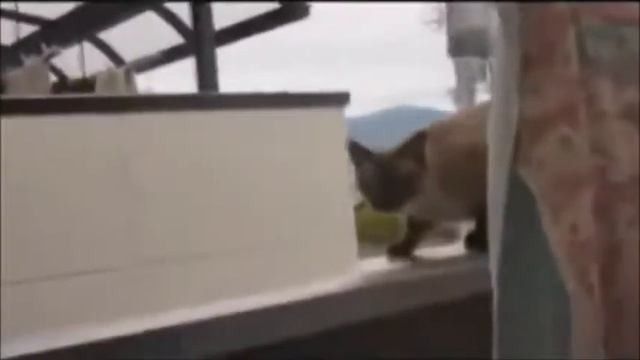 топ 3 прикола над котами! Смотреть всем !!!! смотреть онлайн