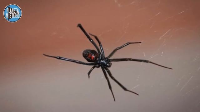 Nueva especie de araña en México | que pudre la carne humana смотреть онлайн