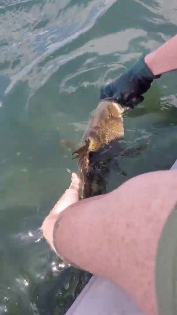 large spotted bass release #fishing #catchandrelease #halibutfishing #youtubeshorts #shorts смотреть онлайн