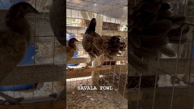 Boles Chocolate Hennie Dink Fair Kelso Savala Fowl Beautiful Birds Farm Visit смотреть онлайн