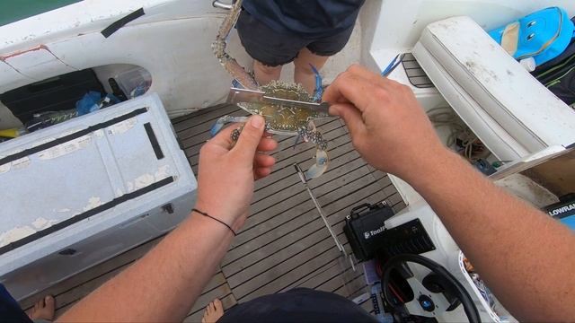 Monkey Mia Dolphins and Crabbing - Shark bay blue manna crabs смотреть онлайн