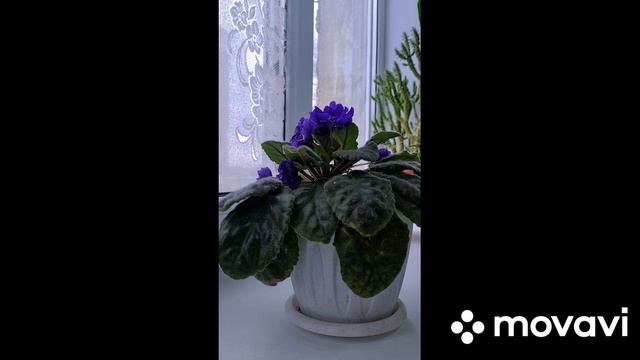 /Щепотка перца/Ты не обзорщица и не обсерщица!ТЫ ВША ПОДНАРНАЯ!!! смотреть онлайн