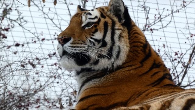 Sibirischer Schnee Tiger Panthera tigris altaica Amurtiger Tiergarten Zoo Schönbrunn Raubtier Winte смотреть онлайн