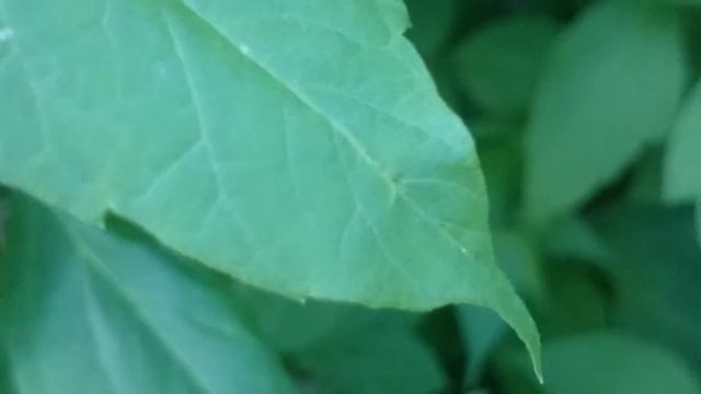 УМЕР НА ГЛАЗАХ У МАТЕРИ смотреть онлайн