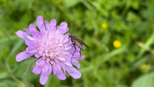l'insecte Empis tessellata смотреть онлайн