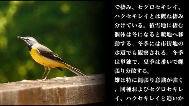 キセキレイの囀り｜日本野鳥情報局 смотреть онлайн