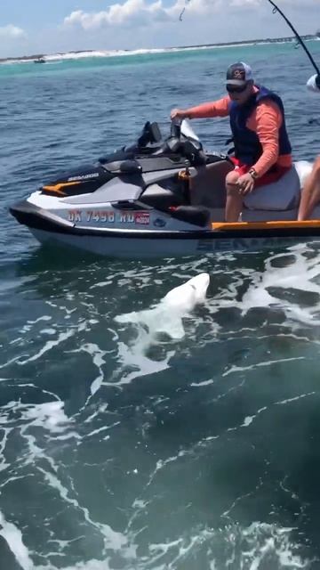 Shark jetski jumping #fishing #shark #fishpro #pwc #seadoo смотреть онлайн