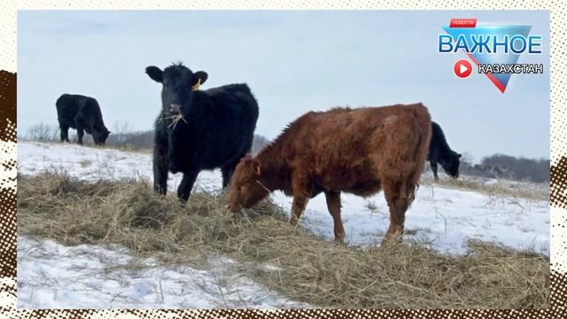 В Павлодарской области сельчане потребовали «вернуть государству пастбища, переданные в частные рук смотреть онлайн