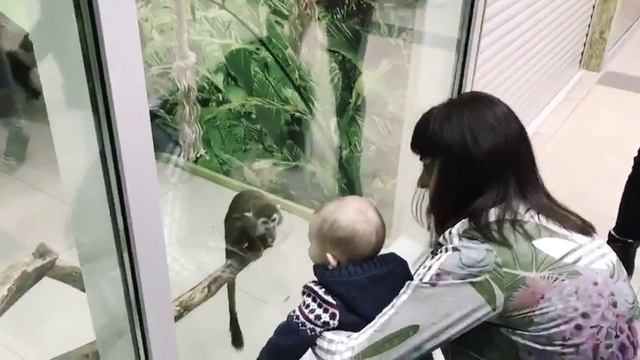 Познакомился #Марк с обезьянками Саймири смотреть онлайн