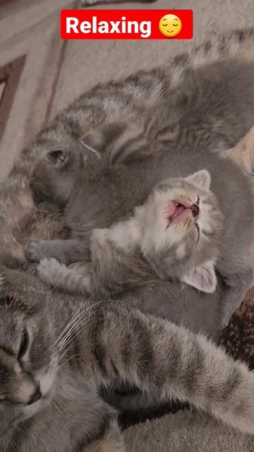 Самая красивая кошка в миресамые красивые кошки смотреть онлайн