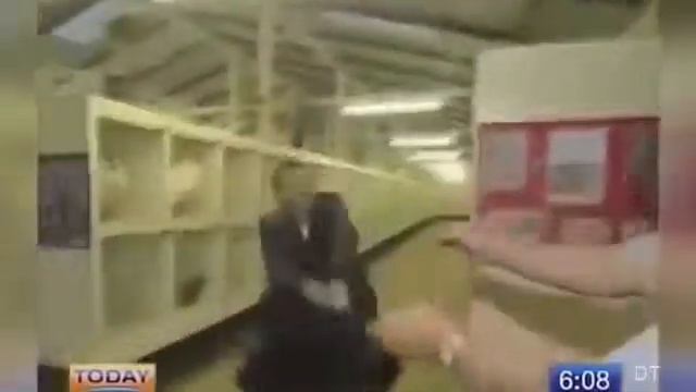 Смешное видео про животных смотреть онлайн