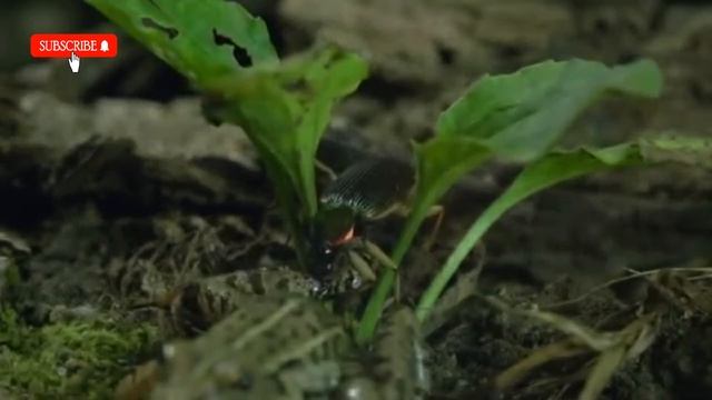 Epomis Beetle Frog Tracker ,frog Hunter