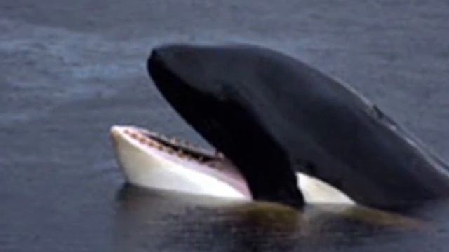 A Tribute To Keiko смотреть онлайн