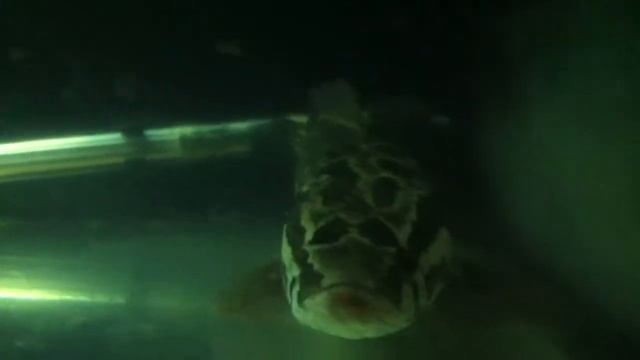 Channa Agrus & Venezuelan Wild Oscar смотреть онлайн