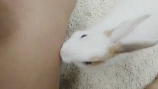 Little white predator rabbit Rudy / Маленький белый хищник Руди 🐇🇮🇩 смотреть онлайн