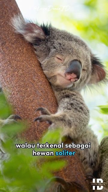 Apakah Koala Bodoh? #LensaDuniaID смотреть онлайн