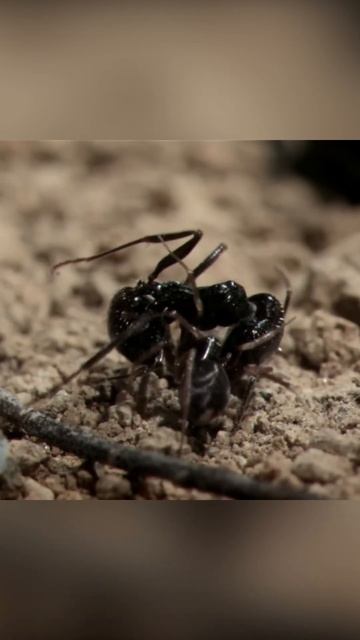 Под прикрытием. Искусство маскировки паука-афериста смотреть онлайн