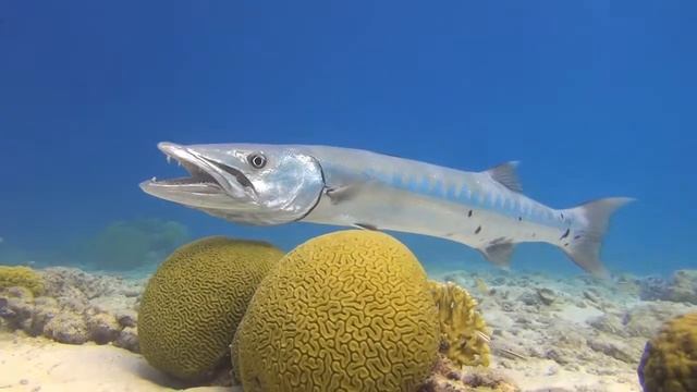 Bonaire IX Barracuda смотреть онлайн