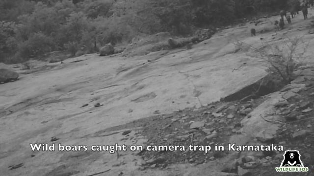 Caught on Hidden Camera: Wild Boars смотреть онлайн