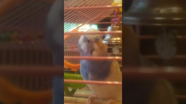 Яша любит поговорить смотреть онлайн