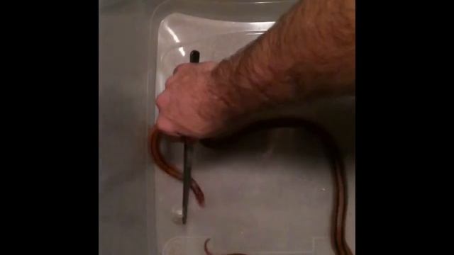 Jörd's Feeding смотреть онлайн