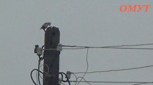 222. ДЯТЕЛ В ПОЛНОЛУНИЕ ТОЖЕ ОТКАТЫВАЕТ...