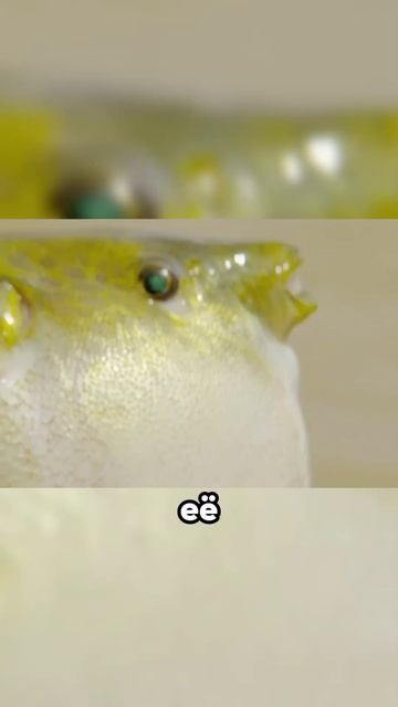 Рыба Фугу в домашних условиях #природа #история смотреть онлайн