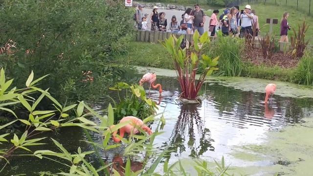 Toronto Zoo 🇨🇦 Flamingo смотреть онлайн